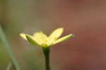 Yellow stargrass
